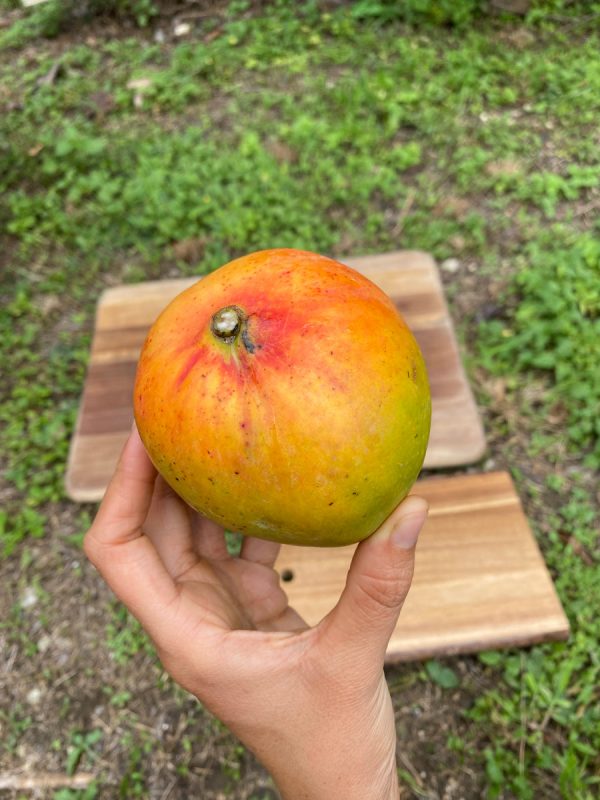 Juicy Peach Mango *Pre-Order* - Image 4