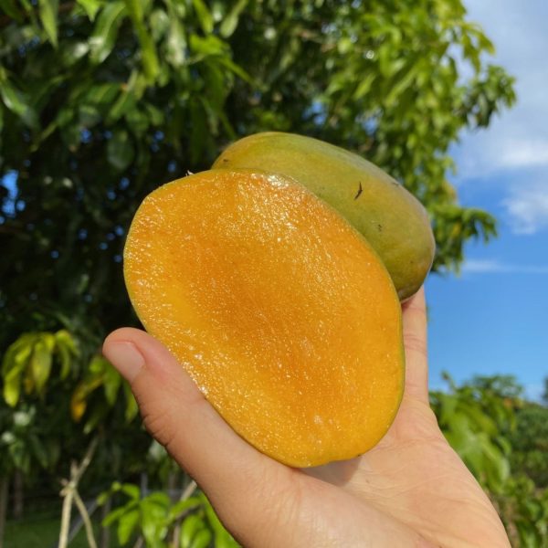 Julie Mango *Pre-Order*
