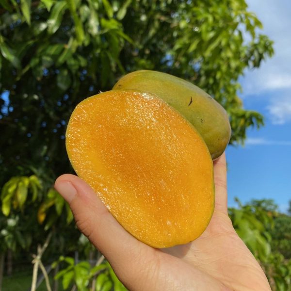 Julie Mango *Pre-Order* - Image 2