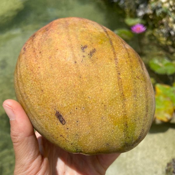 Julie Mango *Pre-Order* - Image 3