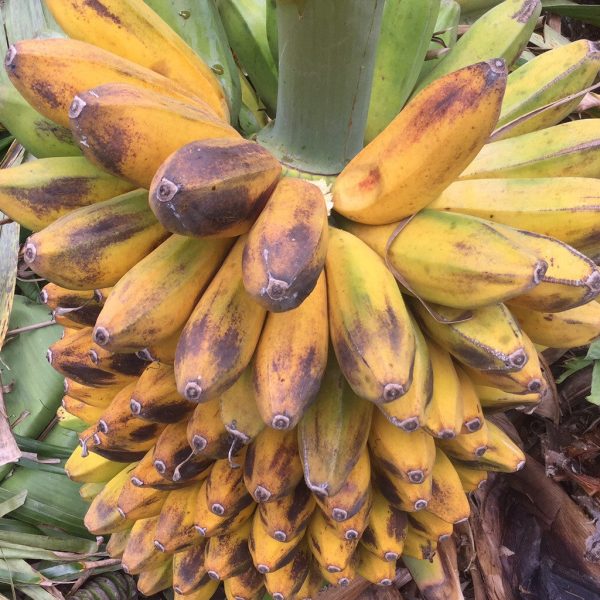 Kandrian Banana *Pre-Order*