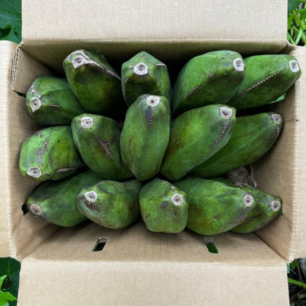 Kandrian Banana *Pre-Order* - Image 3