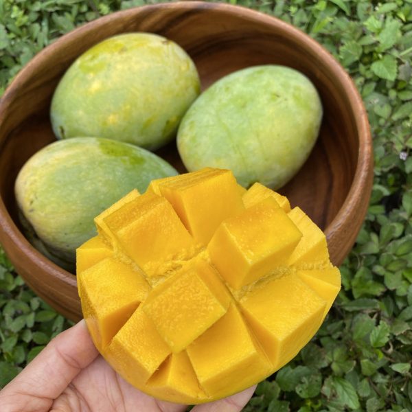 Kathy (K3) Mango *Pre-Order*