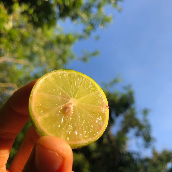 Key Lime - Image 2