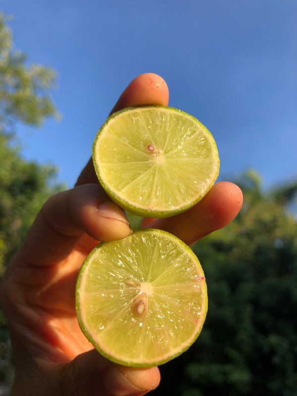 Key Lime - Image 4