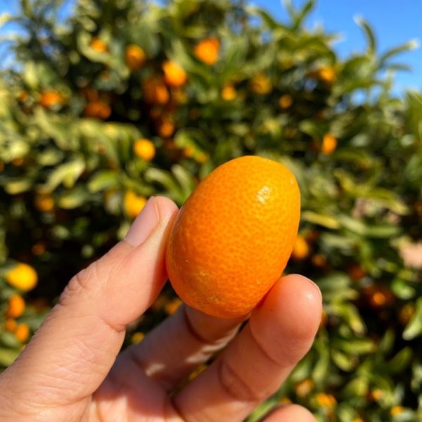 Kumquat - Image 2