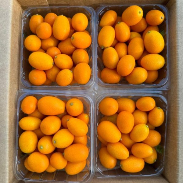 Kumquat - Image 4