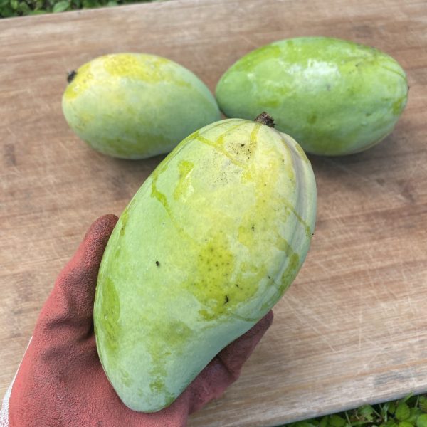 Lemon Zest Mango *Pre-Order*