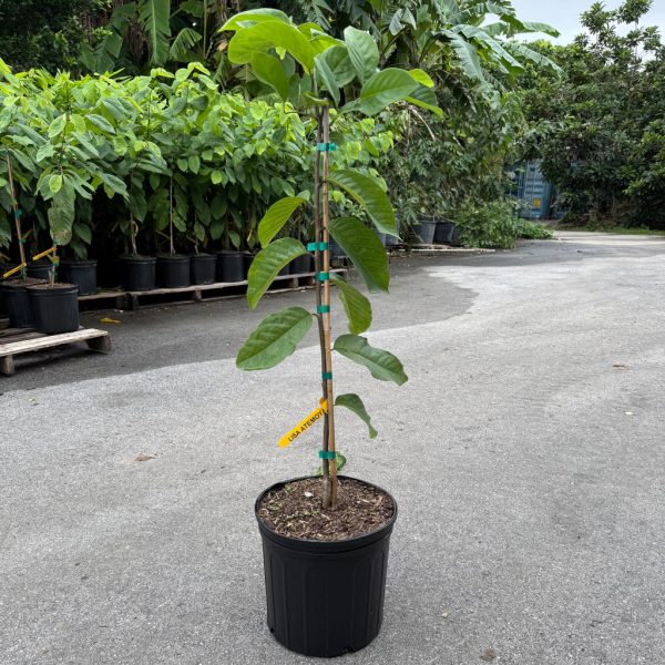 Lisa Atemoya GRAFTED TREE *Pre-Order*