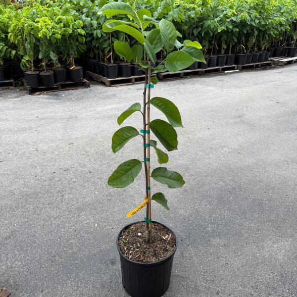 Lisa Atemoya GRAFTED TREE *Pre-Order* - Image 3