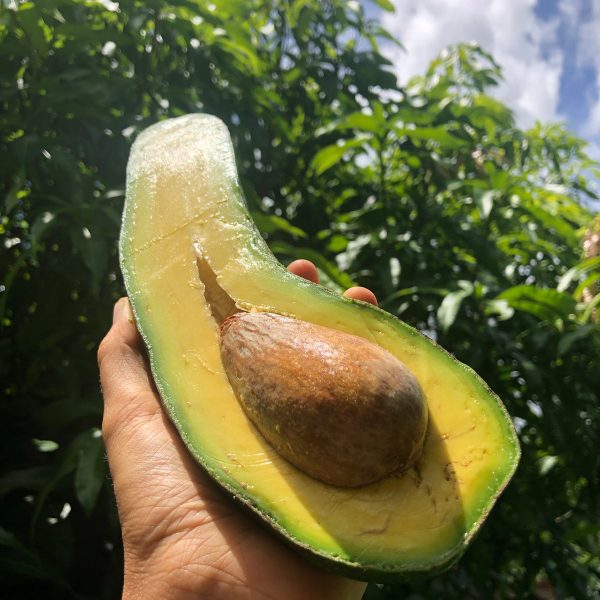 Long Neck Avocado *Pre-Order* - Image 4