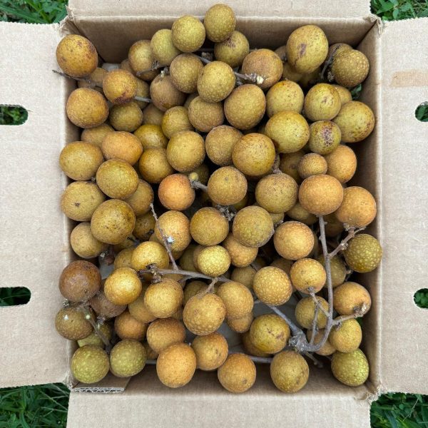 Longan *Pre-Order* - Image 4