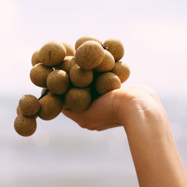 Longan *Pre-Order*