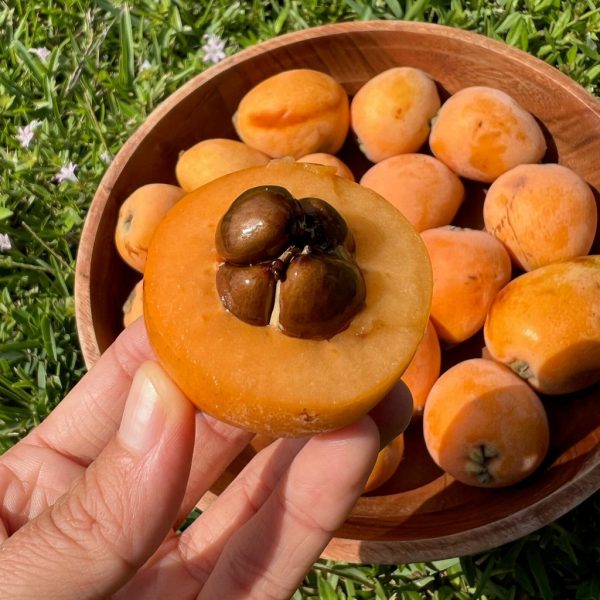 Loquat Box *Pre-Order*