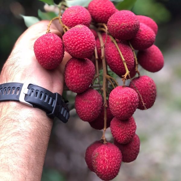 Lychee - Brewster Variety *Pre-Order*