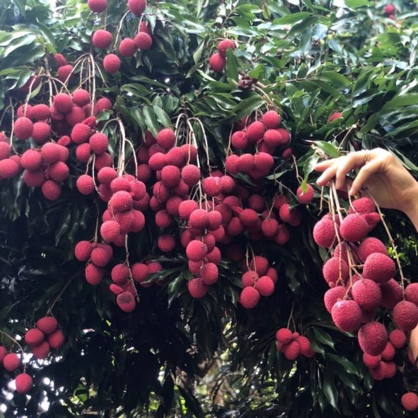 Lychee - Brewster Variety *Pre-Order* - Image 3