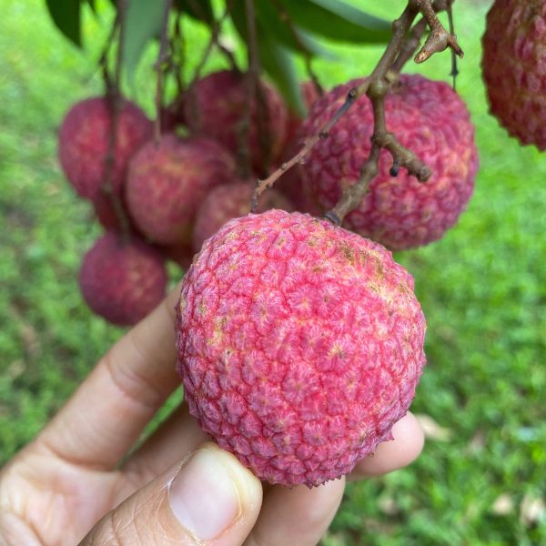 Lychee - Emperor Variety *Pre-Order* - Image 2
