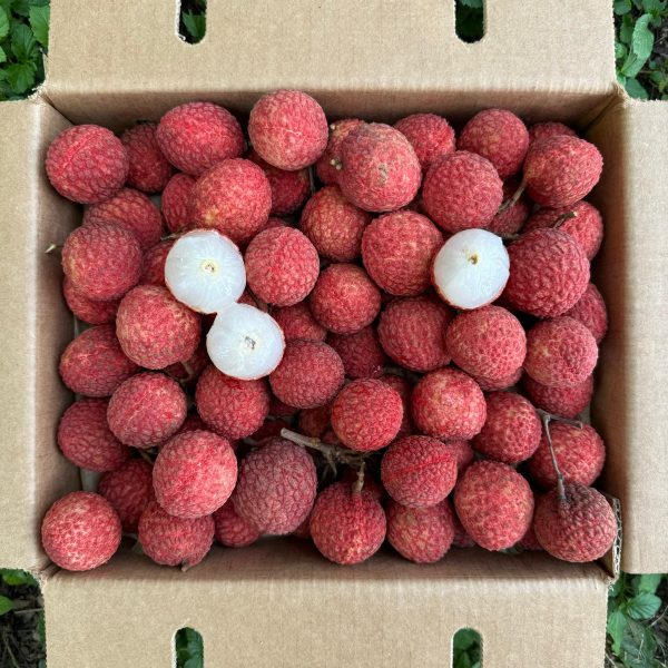 Lychee - Emperor Variety *Pre-Order* - Image 3
