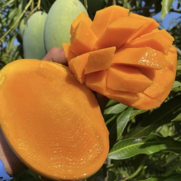 Mallika Mango *Pre-Order* - Image 2