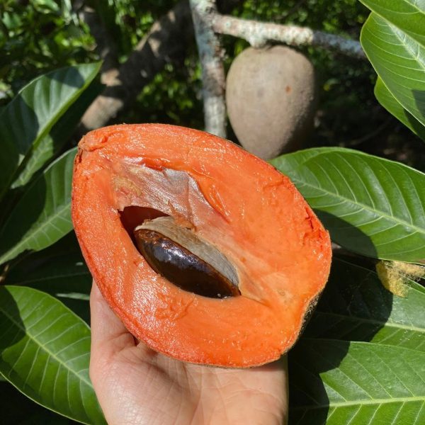 Mamey Sapote *Pre-Order* - Image 2