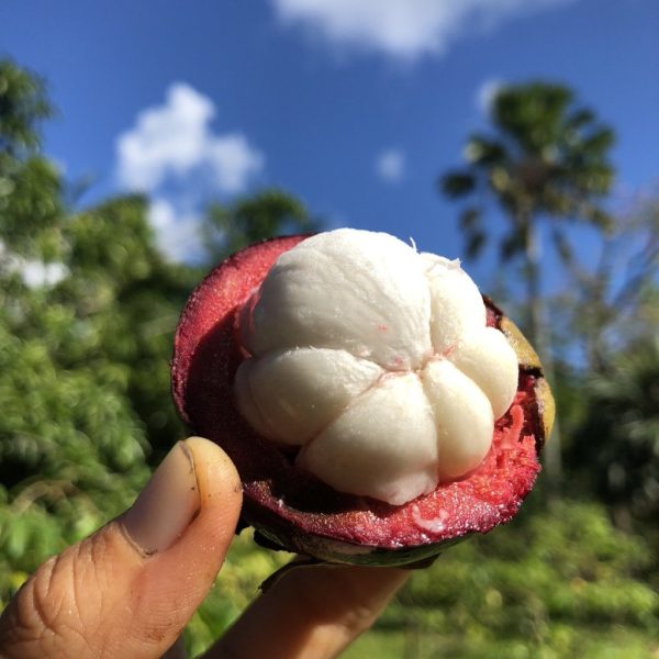 Mangosteen *Pre-Order*
