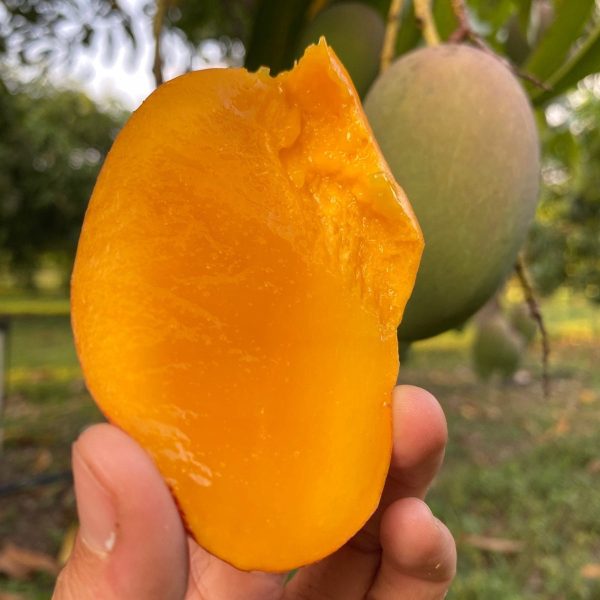 Manilita Mango *Pre-Order* - Image 2