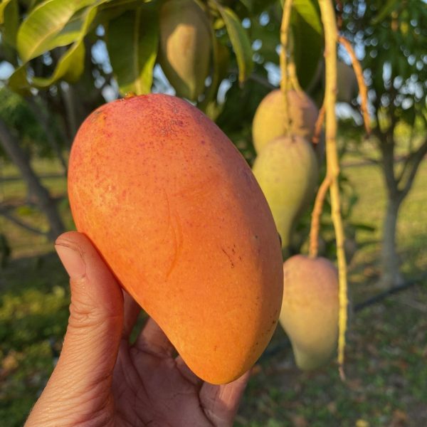 Manilita Mango *Pre-Order* - Image 3