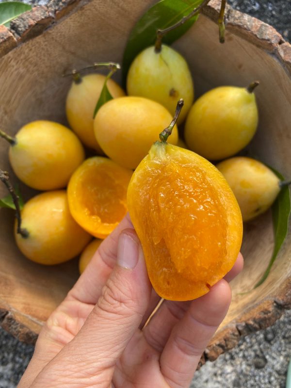 Maprang (Mango Plum) *Pre-Order* - Image 4