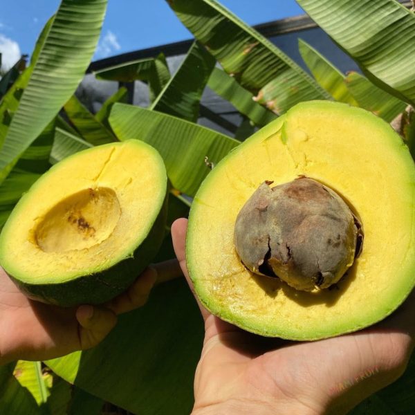 Marcus Pumpkin Avocado *Pre-Order*