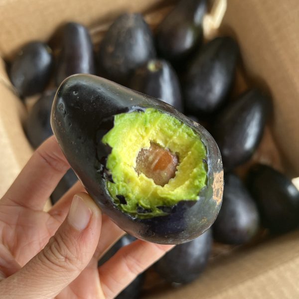 Mexicola Avocado *Pre-Order* - Image 2