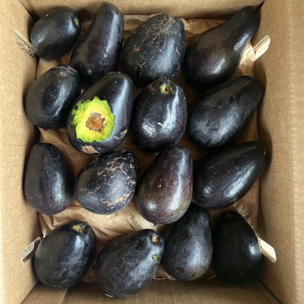 Mexicola Avocado *Pre-Order* - Image 3