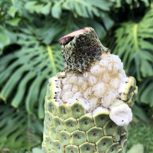 Monstera Deliciosa *Pre-Order* - Image 2