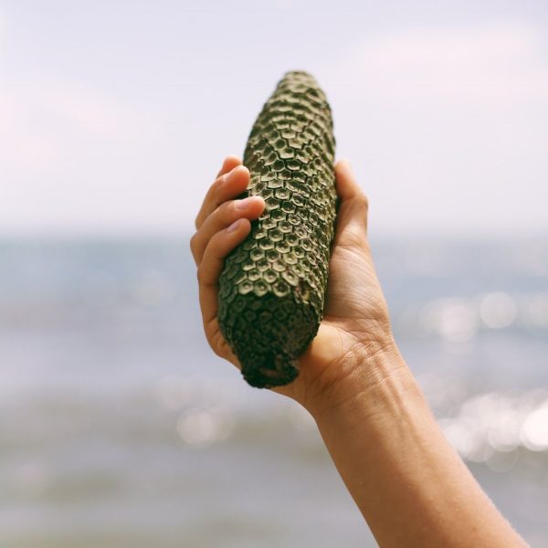 Monstera Deliciosa *Pre-Order* - Image 3
