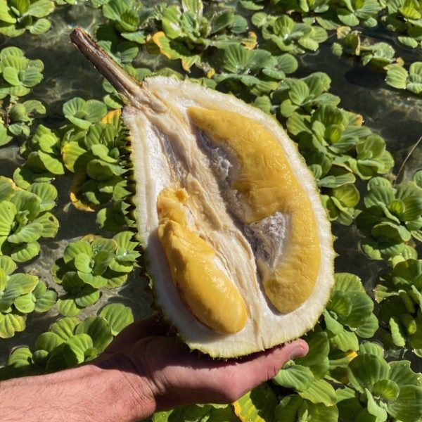Musang King Durian *Pre-Order* - Image 2