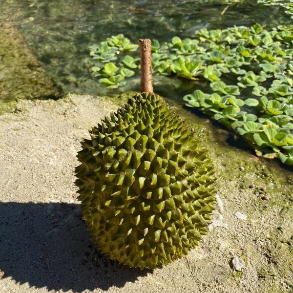 Musang King Durian *Pre-Order* - Image 3