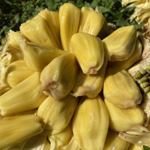 Mushy Jackfruit *Pre-Order* - Image 2