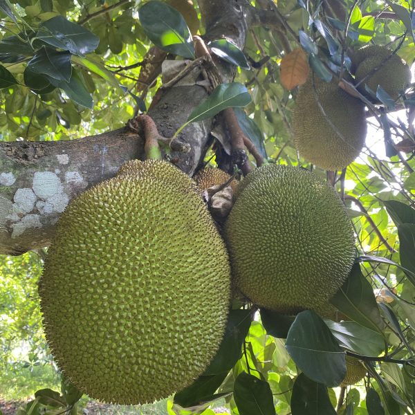 Mushy Jackfruit *Pre-Order* - Image 4