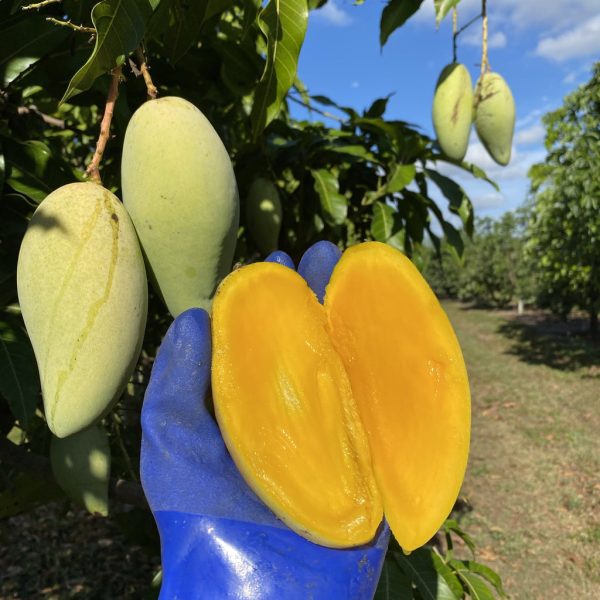 Nam Doc Mai Mango *Pre-Order*