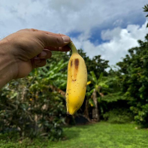 Nam Wah Banana