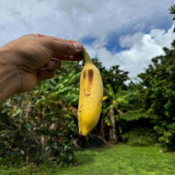 Nam Wah Banana - Image 2