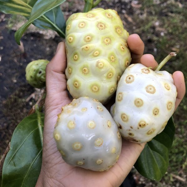 Noni *Pre-Order* - Image 2