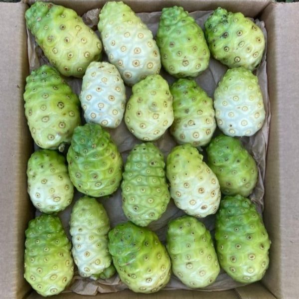 Noni *Pre-Order* - Image 3