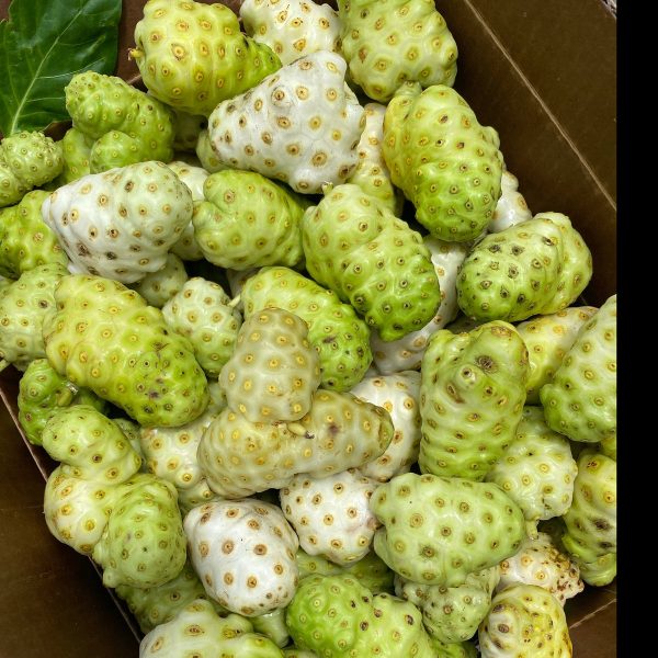 Noni *Pre-Order* - Image 4