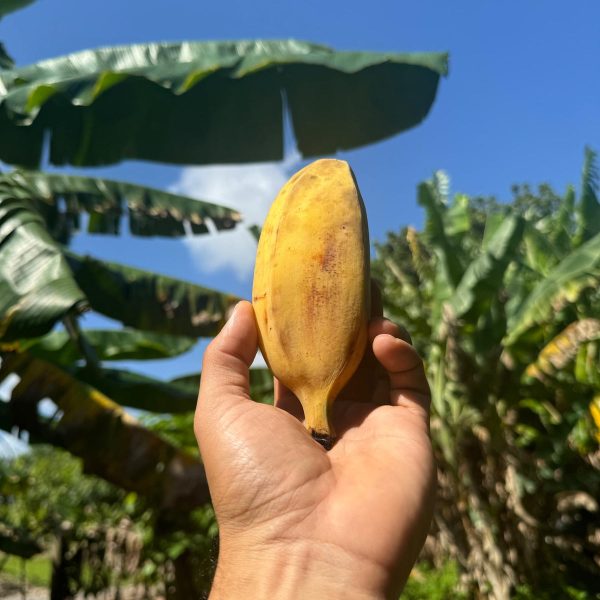 Orinoco - Burro Banana - Image 2