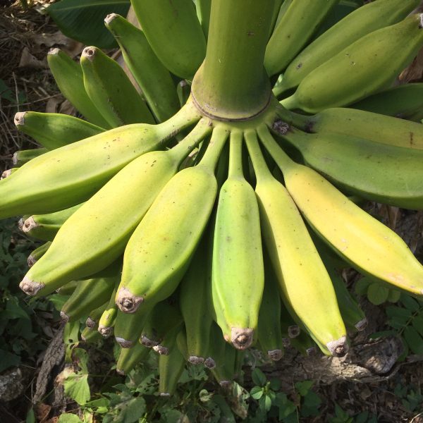 Orinoco - Burro Banana - Image 3