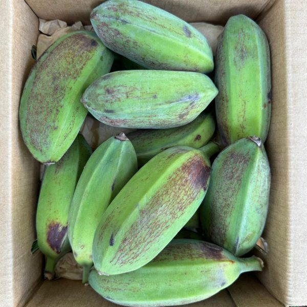 Orinoco - Burro Banana - Image 4