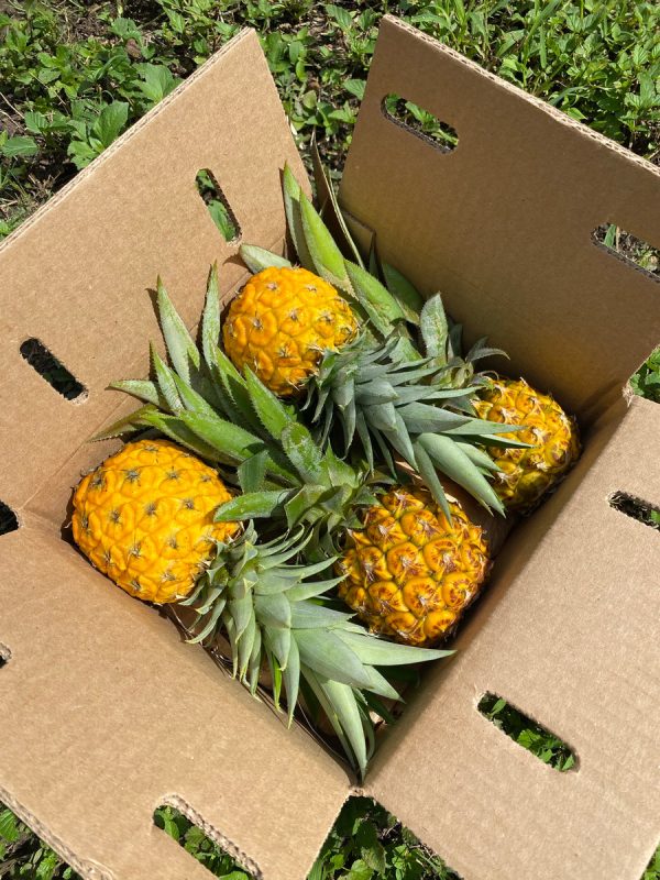 Pineapple - Image 4