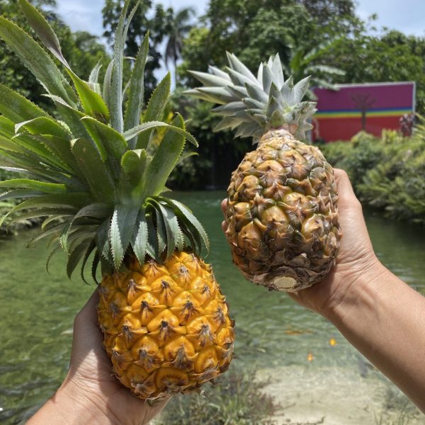 Pineapple