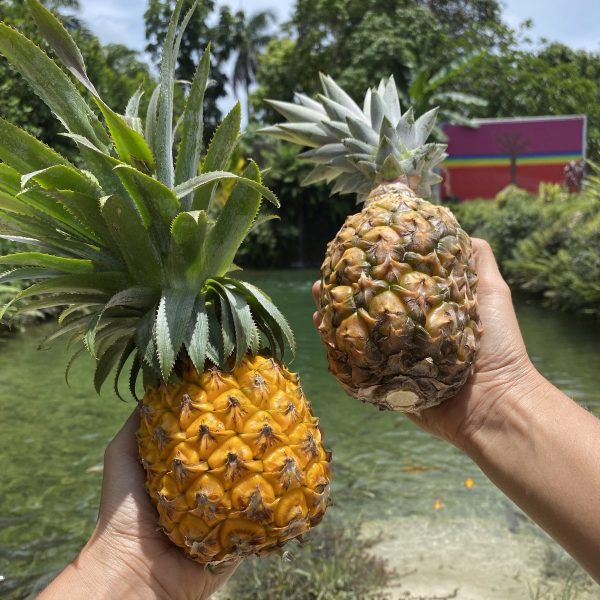 Pineapple - Image 2
