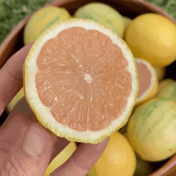 Pink Lemon - Image 3